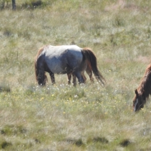 Equus caballus at Kosciuszko National Park - 8 Feb 2024