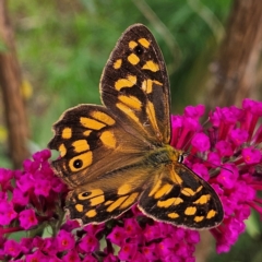 Heteronympha paradelpha at QPRC LGA - 8 Feb 2024 02:42 PM