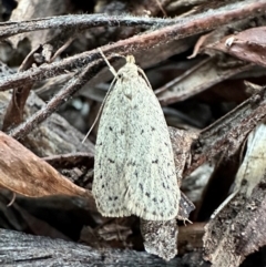 Chezala privatella (A Concealer moth) at Ainslie, ACT - 23 Jan 2024 by Pirom
