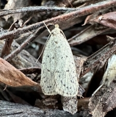 Eulechria convictella (Eulechria convictella) at Corroboree Park - 23 Jan 2024 by Pirom