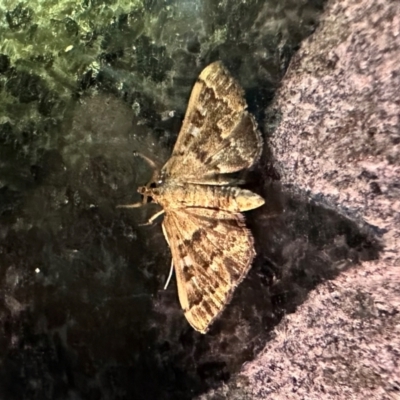 Nacoleia rhoeoalis (A Crambid moth (Spilomelinae) at Campbell, ACT - 4 Feb 2024 by Pirom