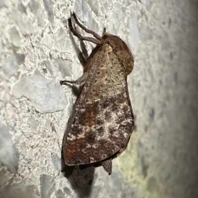 Elhamma australasiae (A Swift or Ghost moth (Hepialidae)) at Reid, ACT - 4 Feb 2024 by Pirom