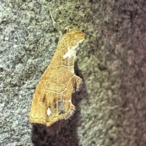 Arrade leucocosmalis at Reid, ACT - 6 Feb 2024