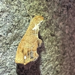 Arrade leucocosmalis (A Hypeninae moth) at Reid, ACT - 6 Feb 2024 by Pirom