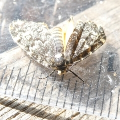 Halone (genus) (A Tiger moth) at Emu Creek Belconnen (ECB) - 7 Feb 2024 by JohnGiacon