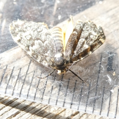 Halone (genus) (A Tiger moth) at Flea Bog Flat to Emu Creek Corridor - 7 Feb 2024 by JohnGiacon