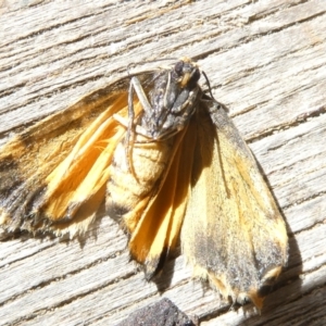 Halone (genus) at Emu Creek Belconnen (ECB) - 8 Feb 2024