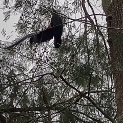 Calyptorhynchus lathami (Glossy Black-Cockatoo) at Bellingen, NSW - 8 Feb 2024 by NJ