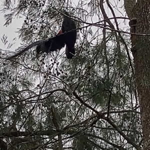 Calyptorhynchus lathami lathami at Bellingen, NSW - suppressed