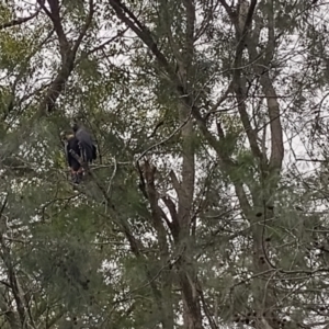 Calyptorhynchus lathami lathami at Bellingen, NSW - suppressed