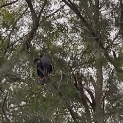 Calyptorhynchus lathami lathami at Bellingen, NSW - suppressed