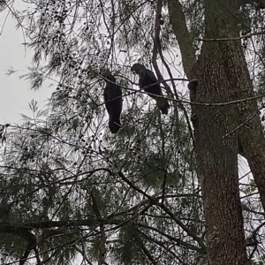 Calyptorhynchus lathami at Bellingen, NSW - 8 Feb 2024