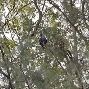 Calyptorhynchus lathami lathami at Bellingen, NSW - suppressed