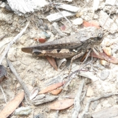 Phaulacridium vittatum (Wingless Grasshopper) at Flea Bog Flat to Emu Creek Corridor - 8 Feb 2024 by JohnGiacon