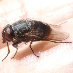 Calliphora vicina (European bluebottle) at Belconnen, ACT - 8 Feb 2024 by JohnGiacon