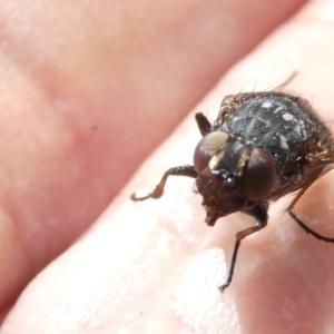 Calliphora vicina at Emu Creek Belconnen (ECB) - 8 Feb 2024