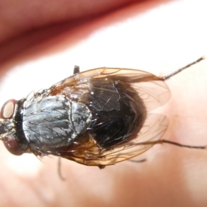 Calliphora vicina at Emu Creek Belconnen (ECB) - 8 Feb 2024