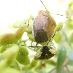 Monteithiella humeralis at Flea Bog Flat to Emu Creek Corridor - 8 Feb 2024