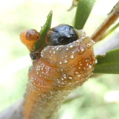 Pterygophorus cinctus (Bottlebrush sawfly) at Belconnen, ACT - 8 Feb 2024 by JohnGiacon