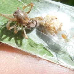 Unidentified Spider (Araneae) at Emu Creek - 8 Feb 2024 by JohnGiacon