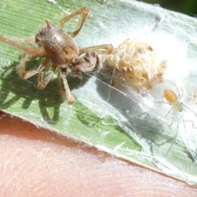 Unidentified Spider (Araneae) at Belconnen, ACT - 8 Feb 2024 by JohnGiacon