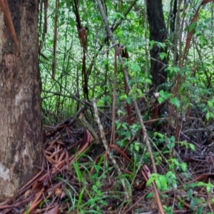 Rhodamnia rubescens at Bellingen, NSW - suppressed