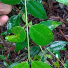 Rhodamnia rubescens at Bellingen, NSW - 8 Feb 2024