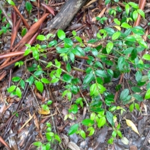 Rhodamnia rubescens at Bellingen, NSW - suppressed