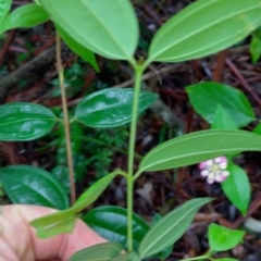 Rhodamnia rubescens at Bellingen, NSW - 8 Feb 2024