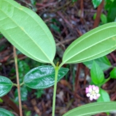 Rhodamnia rubescens at Bellingen, NSW - 8 Feb 2024