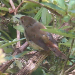 Acanthiza pusilla at QPRC LGA - 8 Feb 2024