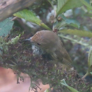 Acanthiza pusilla at QPRC LGA - 8 Feb 2024