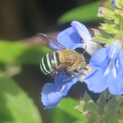 Amegilla (Zonamegilla) asserta (Blue Banded Bee) at Braidwood, NSW - 7 Feb 2024 by MatthewFrawley