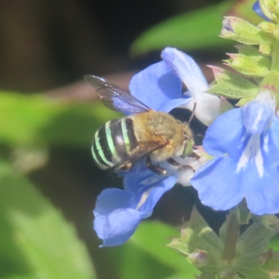 Amegilla (Zonamegilla) asserta (Blue Banded Bee) at QPRC LGA - 7 Feb 2024 by MatthewFrawley