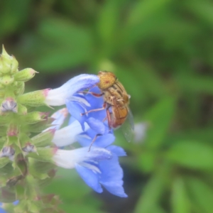 Eristalinus punctulatus at QPRC LGA - 8 Feb 2024