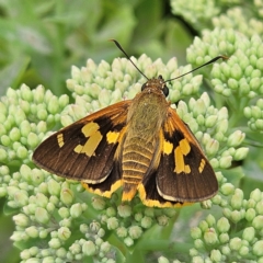 Trapezites symmomus (Splendid Ochre) at Braidwood, NSW - 8 Feb 2024 by MatthewFrawley