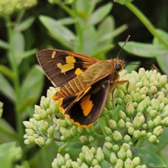 Trapezites symmomus at QPRC LGA - 8 Feb 2024