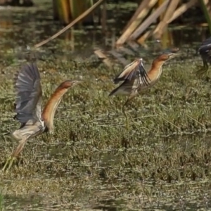 Ixobrychus dubius at Jerrabomberra Wetlands - 8 Feb 2024