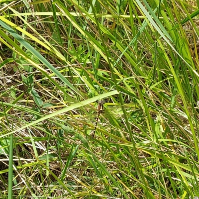 Synthemis eustalacta (Swamp Tigertail) at Paddys River, ACT - 23 Dec 2022 by GirtsO