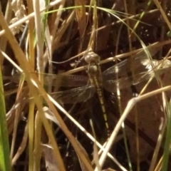 Orthetrum caledonicum (Blue Skimmer) at Mulligans Flat - 17 Jan 2023 by GirtsO