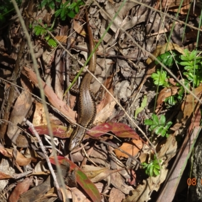 Eulamprus heatwolei (Yellow-bellied Water Skink) at Paddys River, ACT - 8 Feb 2024 by GirtsO