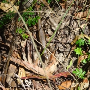 Eulamprus heatwolei at Tidbinbilla Nature Reserve - 8 Feb 2024 11:54 AM