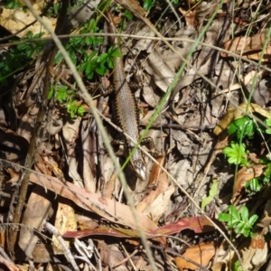 Eulamprus heatwolei at Tidbinbilla Nature Reserve - 8 Feb 2024