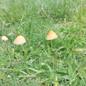 Conocybe sp. at Kambah, ACT - 6 Feb 2024