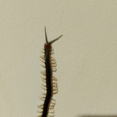 Unverified Centipede (Chilopoda) at Wingecarribee Local Government Area - 8 Feb 2024 by Baronia