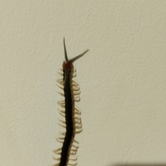 Unidentified Centipede (Chilopoda) at Upper Kangaroo Valley - 8 Feb 2024 by Baronia