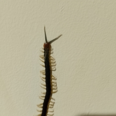 Unidentified Centipede (Chilopoda) at Upper Kangaroo Valley - 8 Feb 2024 by Baronia