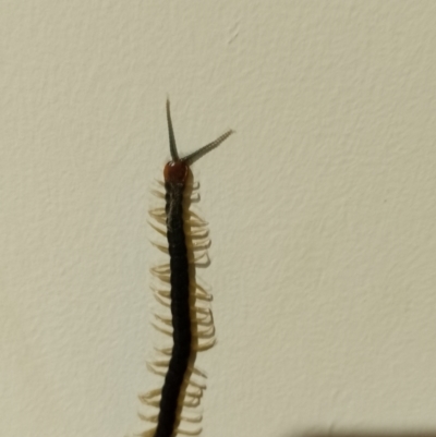 Unidentified Centipede (Chilopoda) at Wingecarribee Local Government Area - 8 Feb 2024 by Baronia