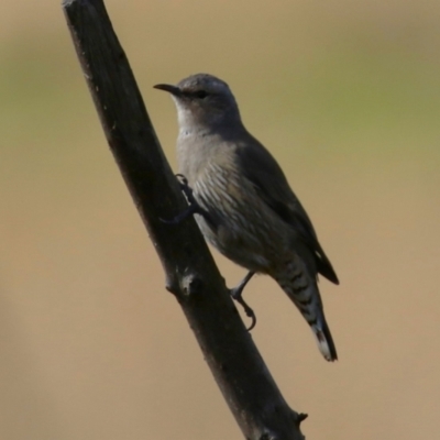 Climacteris picumnus (Brown Treecreeper) at Tharwa, ACT - 8 Feb 2024 by RodDeb