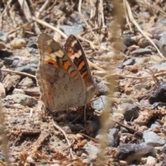 Junonia villida (Meadow Argus) at Tharwa, ACT - 8 Feb 2024 by RodDeb